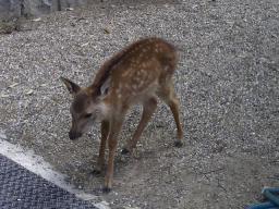 deer2.JPG