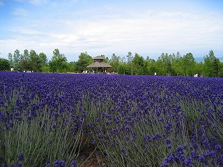 富良野のラベンダー