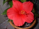 ハイビスカス