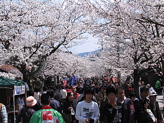 がいせん桜