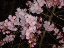 夜桜