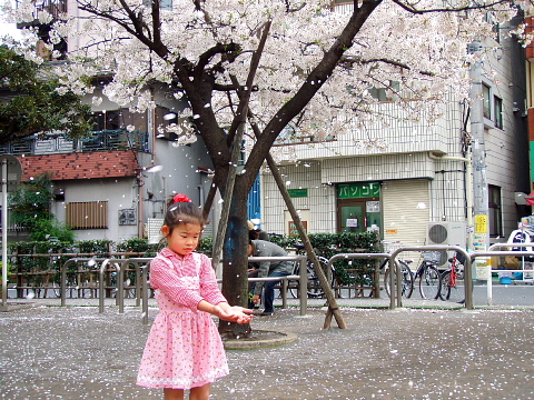 桜吹雪ぃ～