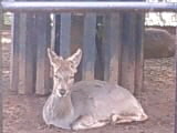 夢見ヶ崎動物園