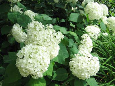 aaIMG_1434.jpg
