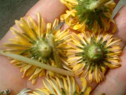 にほんたんぽぽ