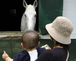 おんまさんこんにちは