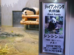 panda2