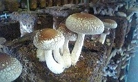 shiitake1