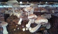 shiitake2