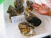 fresh oyster