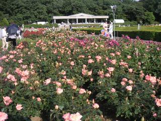 神代植物公園のバラ園