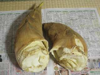 塚原たけのこ２０１０、第一弾