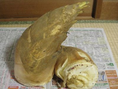 塚原たけのこ、キロ３０００円を２本