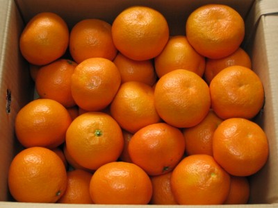 愛媛県宇和島市吉田町産のイヨカン8キロ