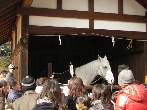 上賀茂神社の白馬（神馬）２