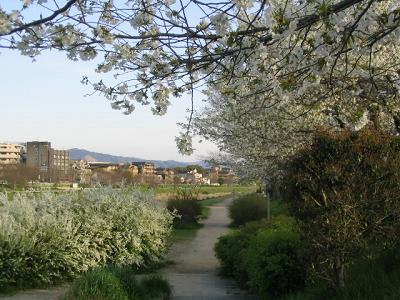 桜１