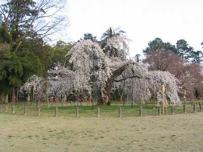 桜２
