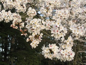 桜３