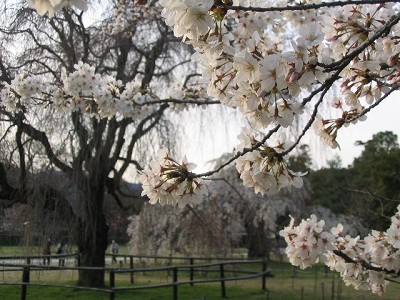 桜４