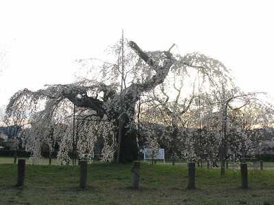 桜５