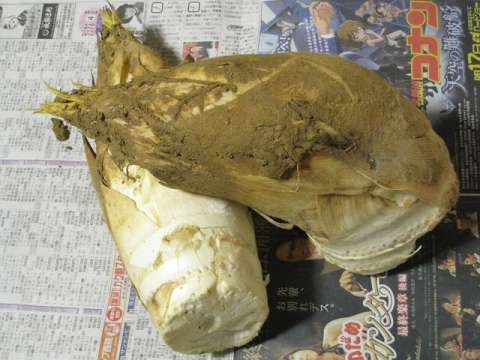 白子塚原たけのこ