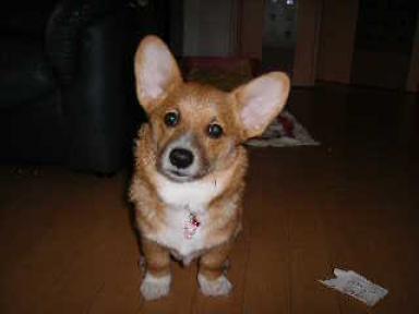 4ヶ月のリンたん