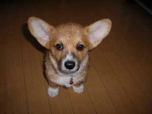 赤ちゃんリンちゃん