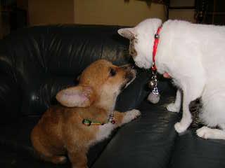 たまちゃんチェック