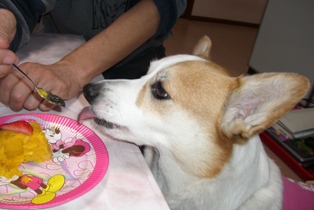 京都のココママさんちのココちゃん