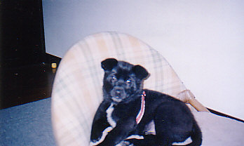 赤ちゃんくろすけ