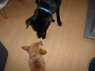 くろすけチェック