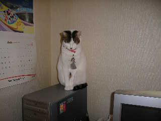 PCディスクの上