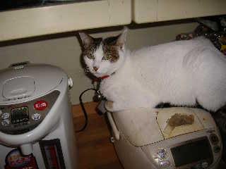 暖かいニャァ～