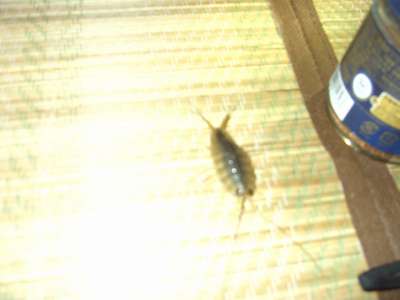 こいつ食えね～かな？