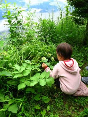 きれいなお花