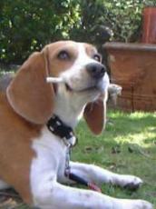 ガム持ち華ちゃん