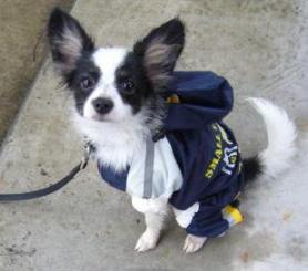 ルーシェちゃん