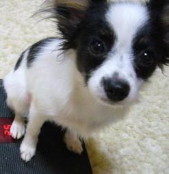 ルーシェちゃん2