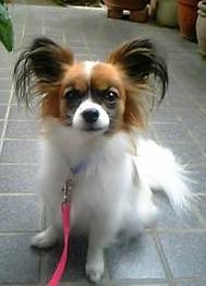 ジャスミンちゃん