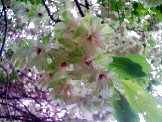 緑の桜、その後２