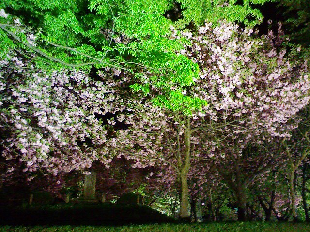 夜桜、八重桜。