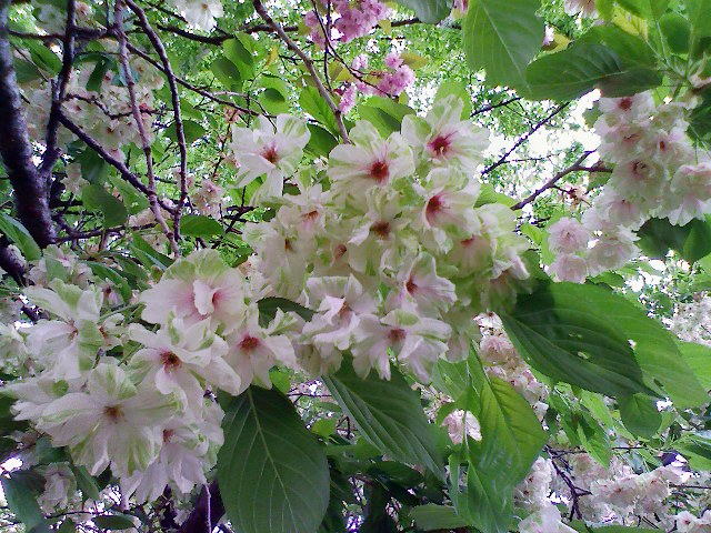 緑の桜、その後３