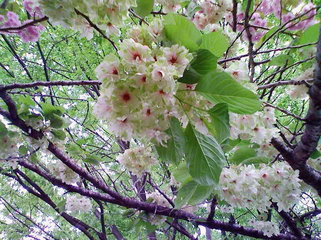 緑の桜、その後４