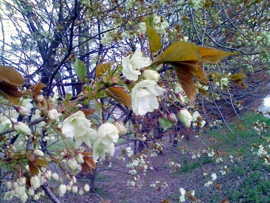 緑の桜　その２