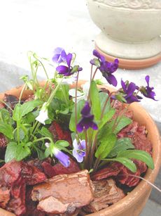 DSC07514.JPG