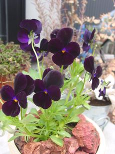 DSC07512.JPG