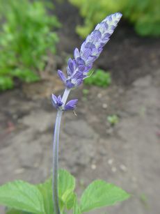 DSC07826.JPG