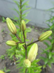 DSC07822.JPG