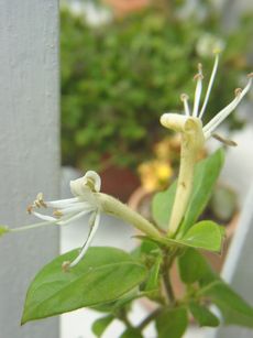DSC07830.JPG