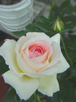 DSC07630.JPG
